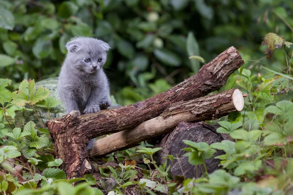 İskoç fold genç yavru kedi koltuk