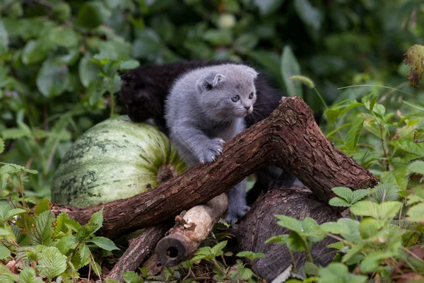 Scottish fold ung kattunge säten — Stockfoto