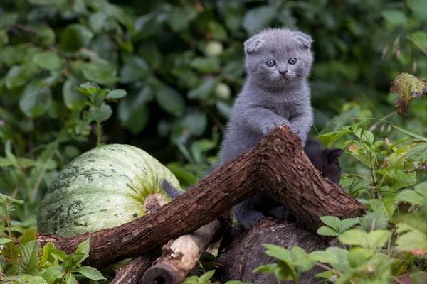 İskoç fold genç yavru kedi koltuk