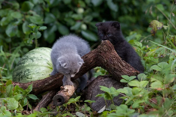 Scozzese piega giovane gattino sedili — Foto Stock