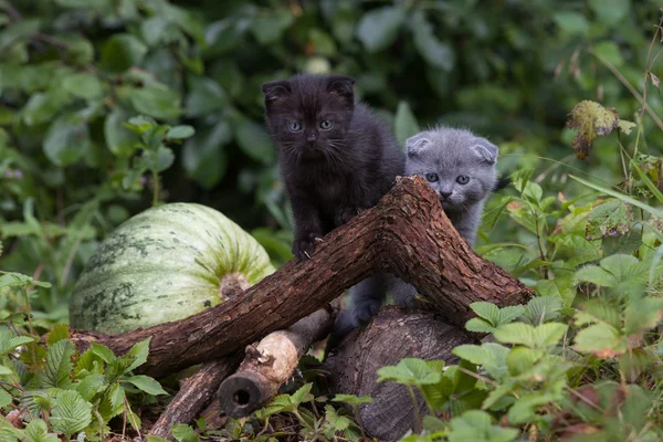 İskoç fold genç yavru kedi koltuk