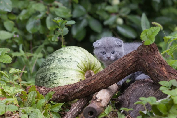 Scottish pliegue joven gatito asientos — Foto de Stock