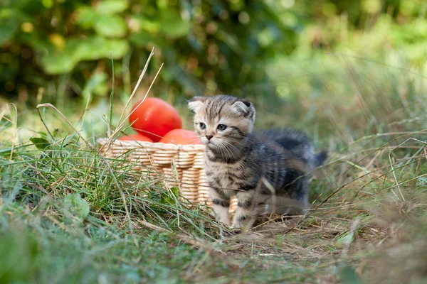 Szkocki zwisłouchy młody kotek i pomidory — Zdjęcie stockowe
