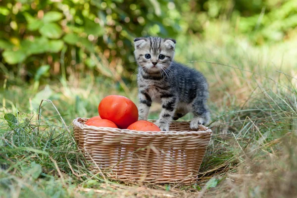 Escocês dobra jovem gatinho e tomate — Fotografia de Stock