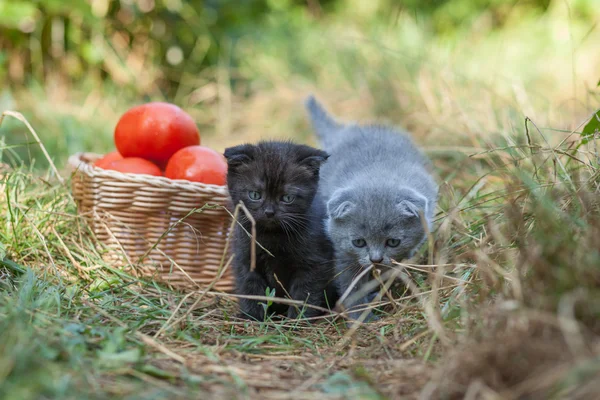 De jonge kitten Scottish fold en tomaten — Stockfoto