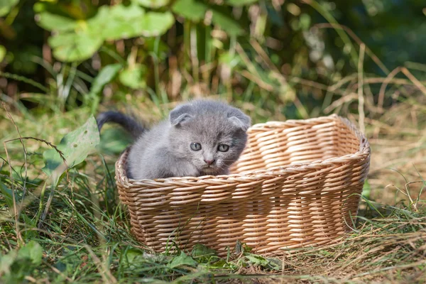 Scozzese piega giovane gattino sedili — Foto Stock