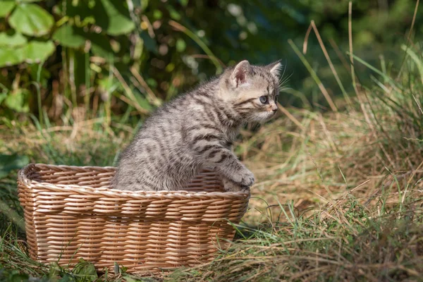 Scottish fold ung kattunge säten — Stockfoto