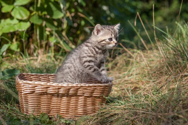 Skotský fold mladé kotě křesel — Stock fotografie