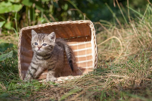 苏格兰折耳猫年轻小猫席位 — 图库照片
