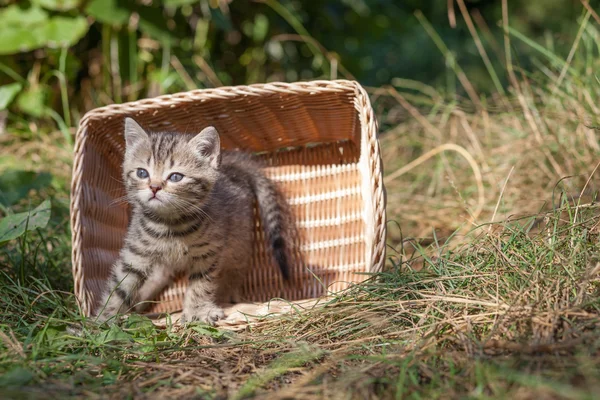 Scottish fold young kitten seats — Stock Photo, Image