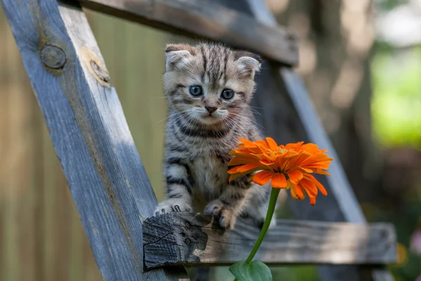 스코티시 폴드 젊은 새끼 고양이 좌석 스톡 이미지