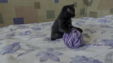 scotish kat genç kittie çalış