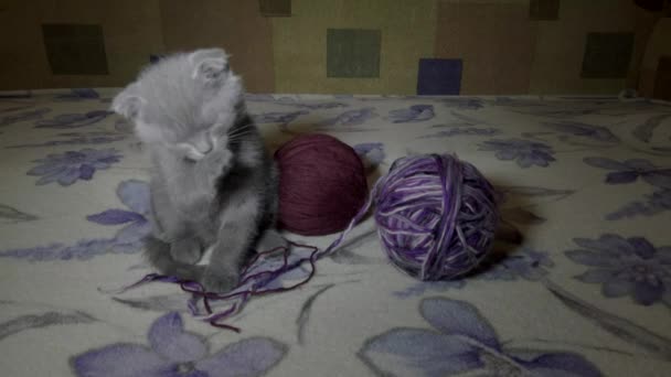 Scotish vouw jonge kittie speelt — Stockvideo