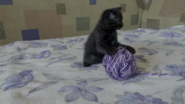 Escotish pliegue joven gatito juega — Vídeo de stock