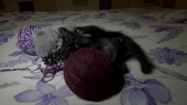 Scotish vouw jonge kittie speelt — Stockvideo