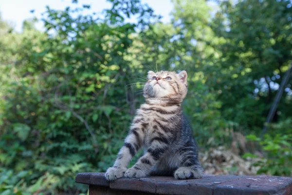 Schotse vouwen jonge katje zetels — Stockfoto