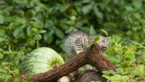 Scottish fold ung kattunge säten — Stockvideo