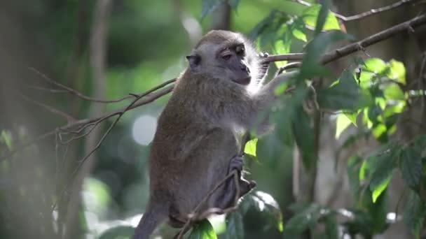 Affe hängt am Ast — Stockvideo