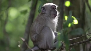 Branş 2 asılı maymun