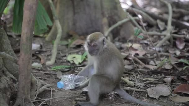 Aap spelen met plastic fles — Stockvideo