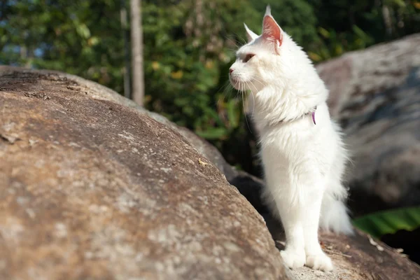 白メインあらいくま猫岩の上 — ストック写真