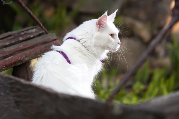 坐在板凳上的白色缅因库恩猫 — 图库照片