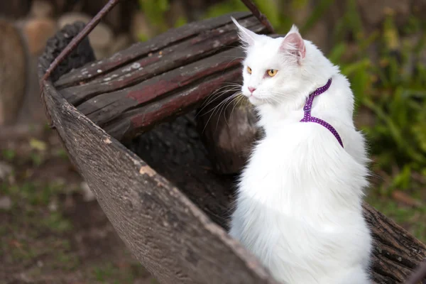 Vit Maine Coon katt på bänken — Stockfoto