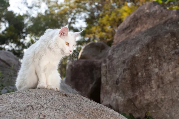 在岩石上的白色缅因库恩猫 — 图库照片