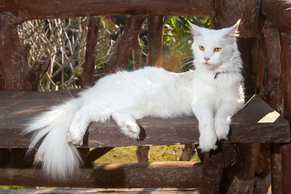 坐在板凳上的白色缅因库恩猫 免版税图库照片