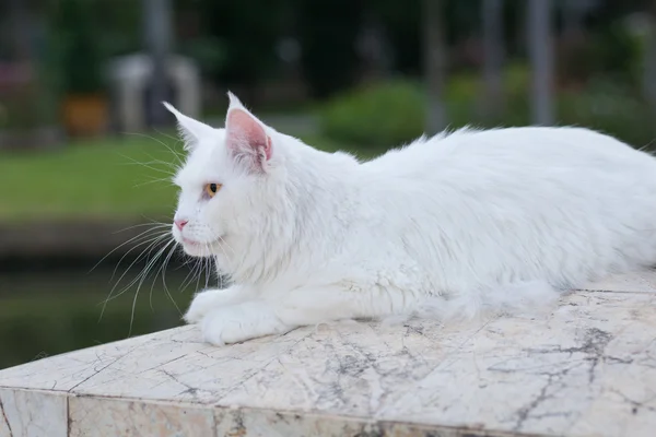 White maine coon cat female seats — Stock Photo, Image