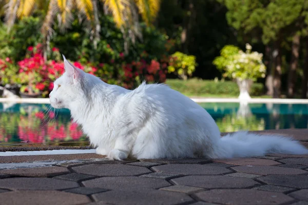 White maine coon cat female seats nearby swimming pool — Stock Photo, Image