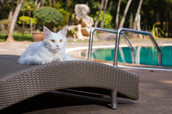 Yakınlarda Yüzme Havuzu güneş yatağı üzerinde beyaz maine coon kedi kadın yatıyor