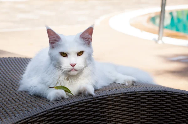 White maine coon cat female lays on sun bed nearby swimming pool — стоковое фото