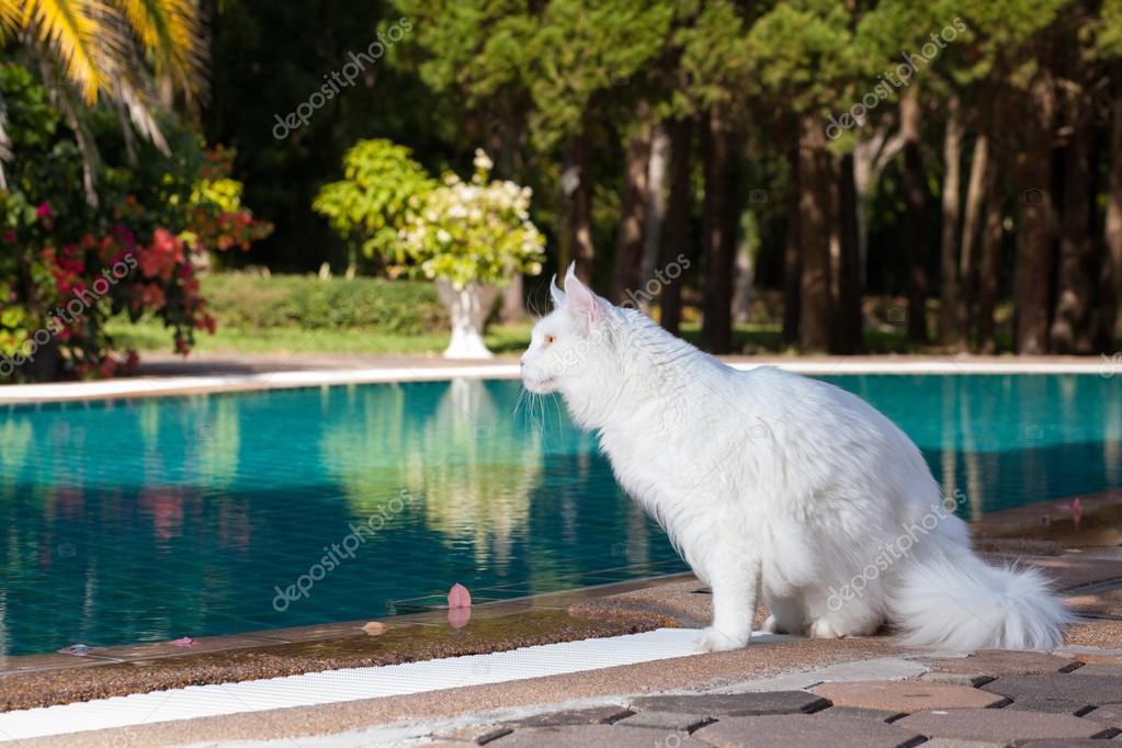 White maine coon cat female seats nearby swimming pool — Stock Photo