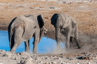 İki Erkek Afrika Fili -Loxodonta Africana- kavga için birbirlerine meydan okuyorlar. Etosha Ulusal Parkı, Namibya.
