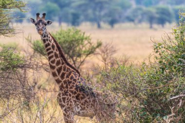 Serengeti, Tanzanya 'daki akasya ağaçlarıyla beslenen Zürafa Zürafa Tippelskirchi- Masai' nin yakın çekimi