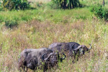 Telephoto of Cape Buffalo -Syncerus caffer- grazing in the Serengeti, Tanzania