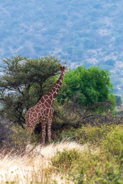 Kenya 'da Samburu Ulusal Rezervi' nde Zürafa-Giraffa camelopardialis retikülata-otlamasının yakın çekimi