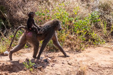 Olive Baboon 'un yakın çekimi - Papio Anubis- annesi Samburu ulusal rezervinin uzun çayırlarında bebeğini taşıyor, Kenya
