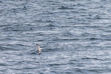 Güney Fulmarus buzulları, Antarktika yarımadası yakınlarındaki Bransfield Boğazı 'nın sularında uçuyor.
