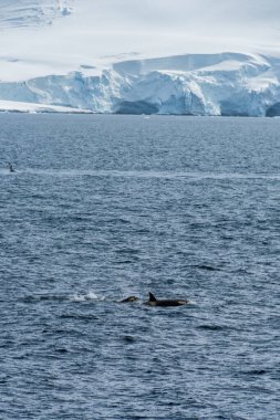 Katil balina Orcinus Orca 'nın yakın çekimi, Anvers Adası yakınlarındaki Antarktika yarımadasının sularında yüzüyor..