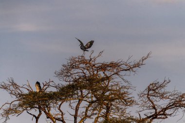 Serengeti, Tanzanya 'da uçan siyah başlı balıkçıl Ardea melanocephala' nın telefonu.