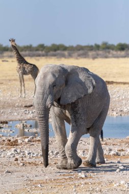 Dev bir Afrika fili -Loxodonta Africana- bir Angolean zürafası - zürafa angolarının telefonu. Etosha Ulusal Parkı, Namibya 'daki bir su birikintisinin yanında yürüyor..