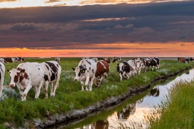 Noarderleech, Friesland üzerinde altın gün batımı: Akşam ışığının yumuşak, sıcak ışıltısıyla yıkanan sığırların sakin bir şekilde yürüdüğü sakin bir manzara. Saf pastoral mutluluk..