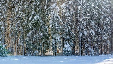 Yosemite Vadisi 'nde kış öğleden sonra karla kaplı çam ağaçlarının arkaplanmış görüntüsü..