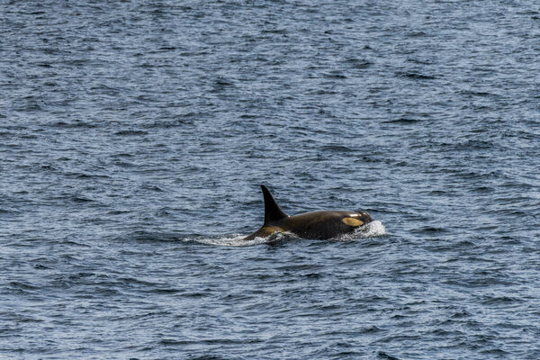 Close-up of a killer whale, Orcinus orca, swimming in the waters of the Antarctic peninsula, near Anvers Island.