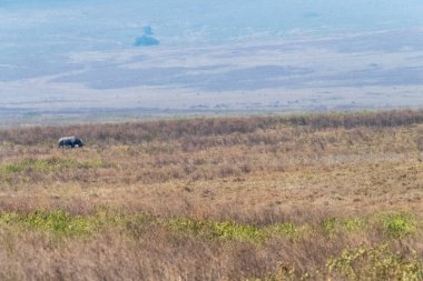 Ngorogoro Krateri, Tanzanya 'nın dibinde otlayan siyah gergedan Diceros bikornası.