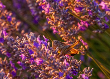 Güney Fransız Bölgesi 'ndeki lavanta tarlasında güneşli bir yaz öğleden sonrası kriketinin ayrıntıları..