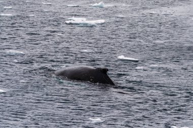 Dalış yapan bir kambur balinanın arkası Megaptera novaeanglia- sırt yüzgeci ve şişme deliği de dahil. Görüntü, Antarktika yarımadasındaki Lemaire kanalının girişinden alınmıştır..
