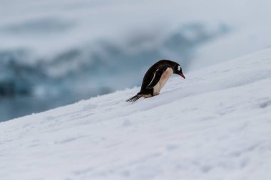 Antarktika Yarımadası 'ndaki Danco adasındaki bir koloninin karlı bir arazisinde penguen otobanı boyunca yürüyen Gentoo Penguen-Pygoscelis papağanının yakın çekimi.